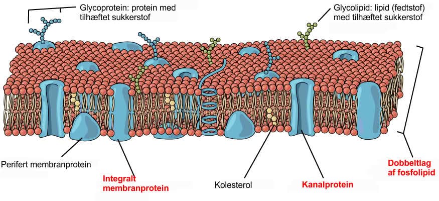 Cellemembran diagram